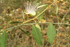 Capparis zeylanica
